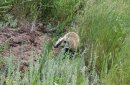 Фото предоставлено: Дирекцией ООПТ Оренбургской области