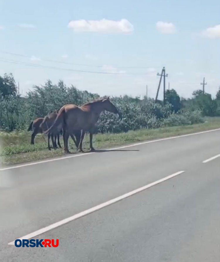 Видео: по челябинской объездной, где недавно случилось смертельное ДТП, снова бегают лошади Видео: по челябинской объездной, где недавно случилось смертельное ДТП, снова бегают лошади