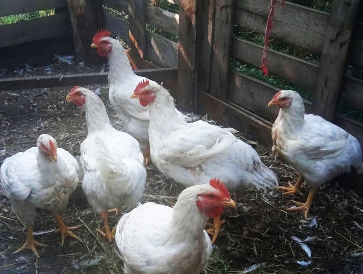 Вся надежда на кур и индеек: птица становится главным продуктом оренбургского животноводства