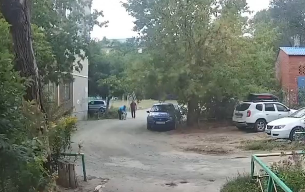 Ребенка спасли прохожие: в центре Орска собака за один вечер дважды бросалась на людей Ребенка спасли прохожие: в центре Орска собака за один вечер дважды бросалась на людей