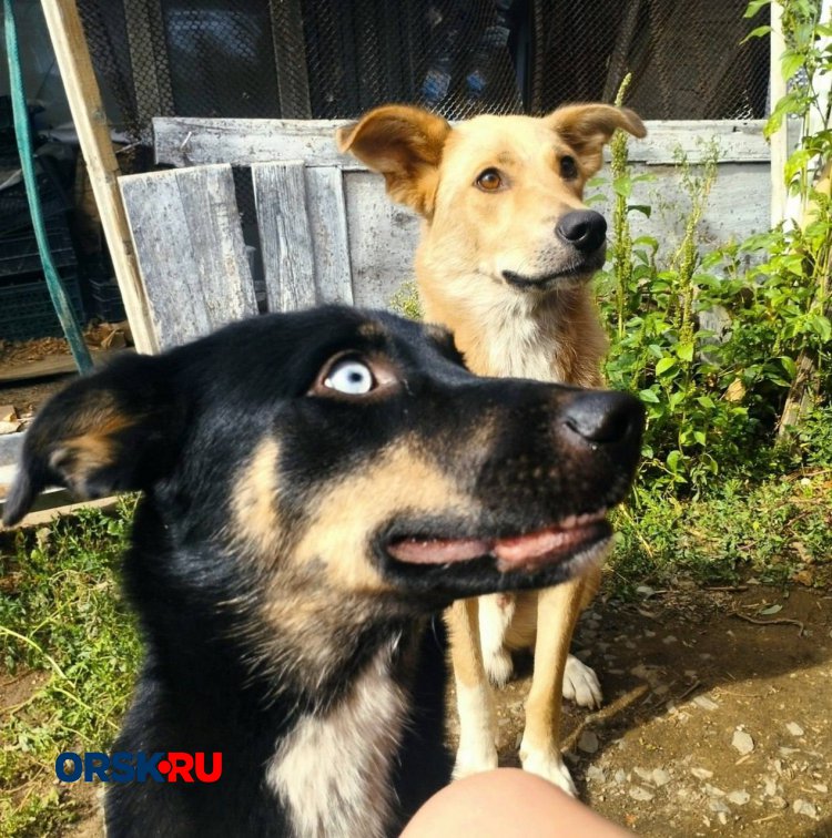 Один взгляд голубых глаз + один пучок солнечной энергии = бесконечная порция радости в вашем доме