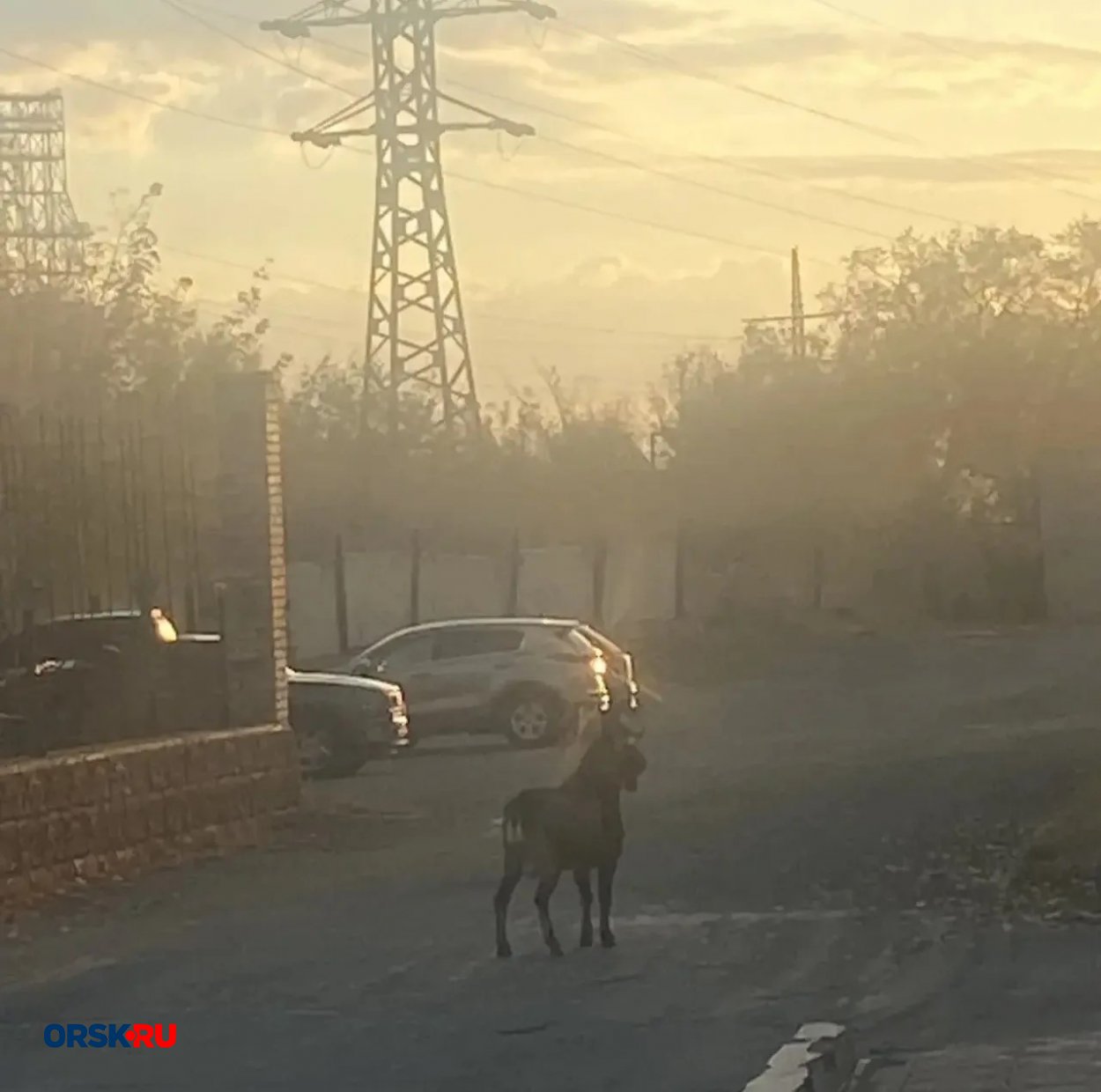 В Орске по улицам бегает чипированный козёл В Орске по улицам бегает чипированный козёл